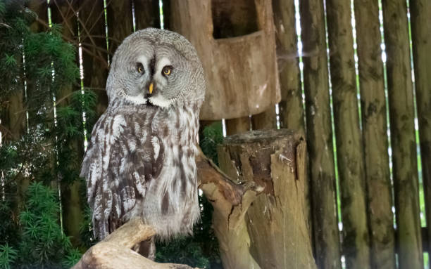 Great grey owl on a branch close-up