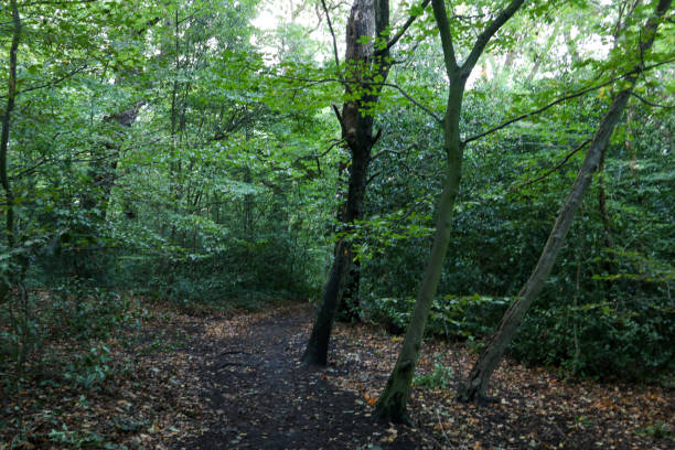 istock A walk along a path through the woods on a September evening in London, UK 1151881351