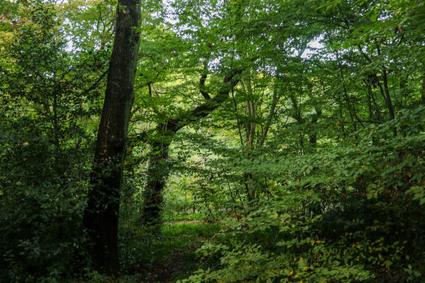 istock Luminous green forest in the evening time 1151882596