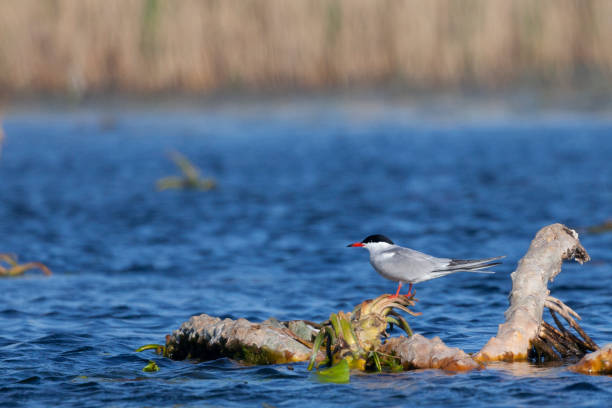 istock A Common Tern, Sterna hirundo, standing on floating vegetation on a lagoon in the Danube Delta in eastern Romania. 1151884775