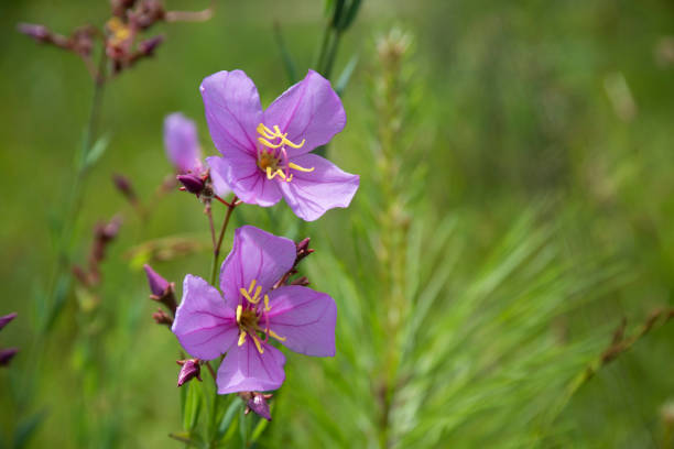 Rhexia alifanus, Savanna Meadow Beauty, growing in a moist pine/hardwood meadow in full sun