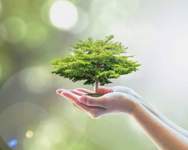istock Sustainable environment, saving environmental ecosystem of forest, and go green concept with tree planting on volunteer's hands 1151886591