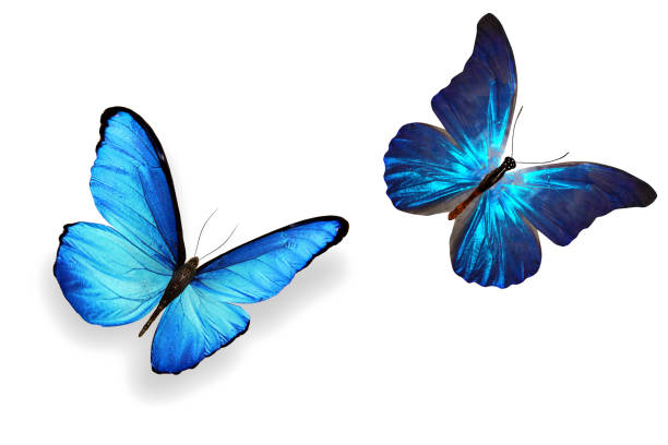 istock tropical blue butterfly. isolated on white background 1151887519