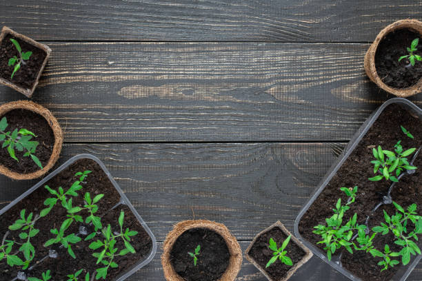 istock Eco friendly pots with young tomato sprouts 1151887722