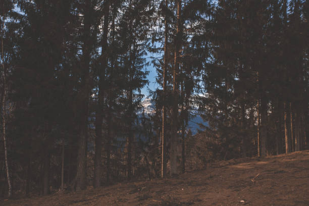 istock Forest and mountain peaks covered with snow 1151887754