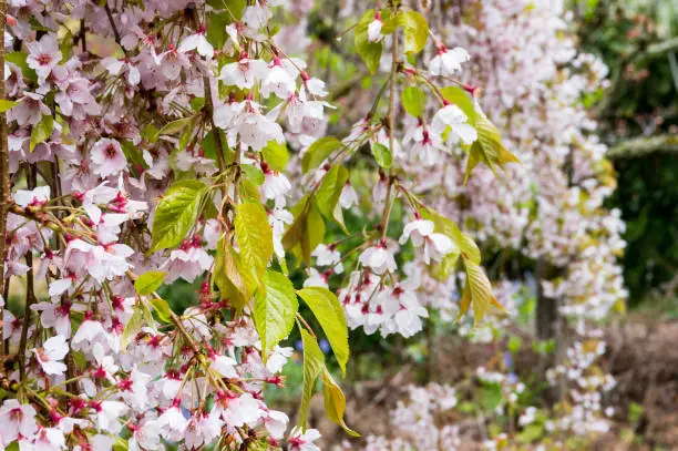 Pink and white flowers of weeping cherry on a tree branch in the garden. Spring sakura blooming natural background
