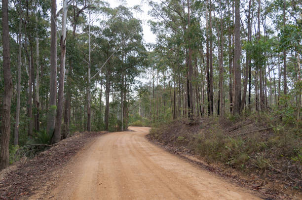 istock Rural unsealed road, dirt road with eucalyptus tree 1151887816