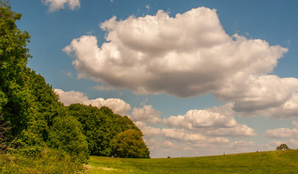 istock A large tree with a beautiful sky backdrop in the Hampstead Heath, London. 1151888134