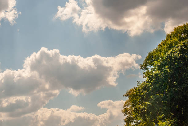istock A large tree with a beautiful sky backdrop in the Hampstead Heath, London. 1151888138