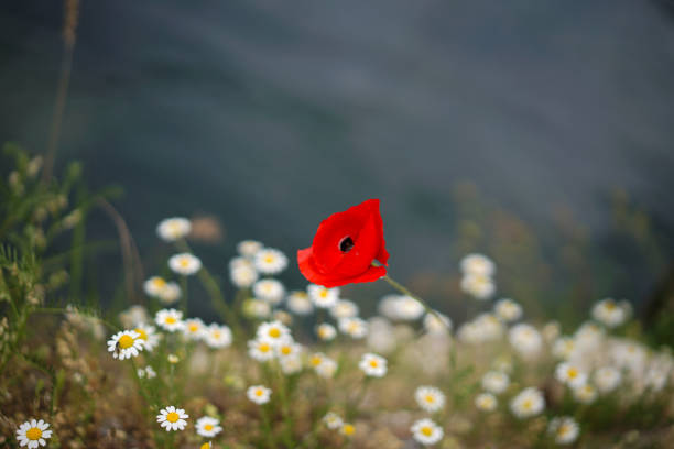 blossoming yellow daisies and red poppies
