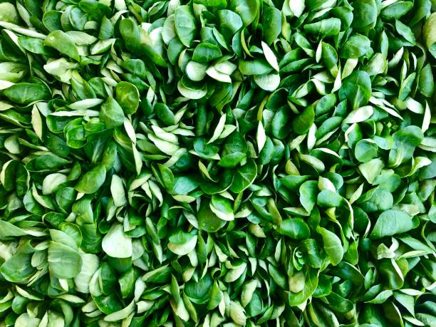 Aerial closeup of a pile of fresh green Corn Salad or Lamb’s Lettuce leaves on a Market stall in France