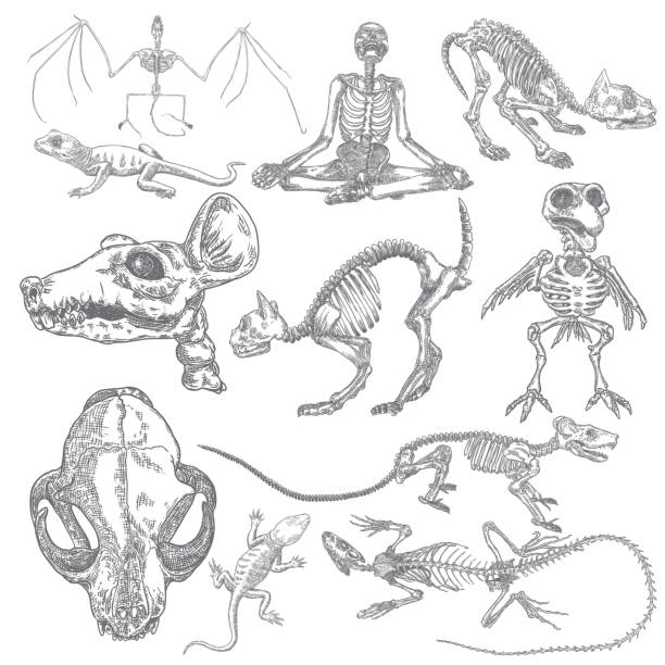 istock Alchemy symbol elements set. Skeletons and skulls of bird, cat, human, vampire bat, rat, mouse, lizard. Spiritual occultism and chemistry, magic tattoo sketch. Hand drawing Vector. 1151891502