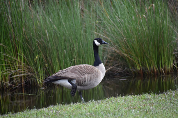 istock Canadian goose by pond 1151892258