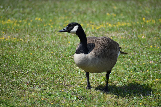 istock Large Canadian goose bird up close 1151892879