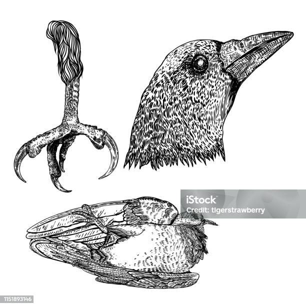 Bird Eagle Feet Crow Or Raven Head And Dead Bird Stylized Drawing Decorative Hawk Leg Totem Magic Spells Supplies Black And White Drawing By Hand Witchcraft Ritual Voodoo Attribute Illustration For Halloween Stock Illustration - Download Image Now