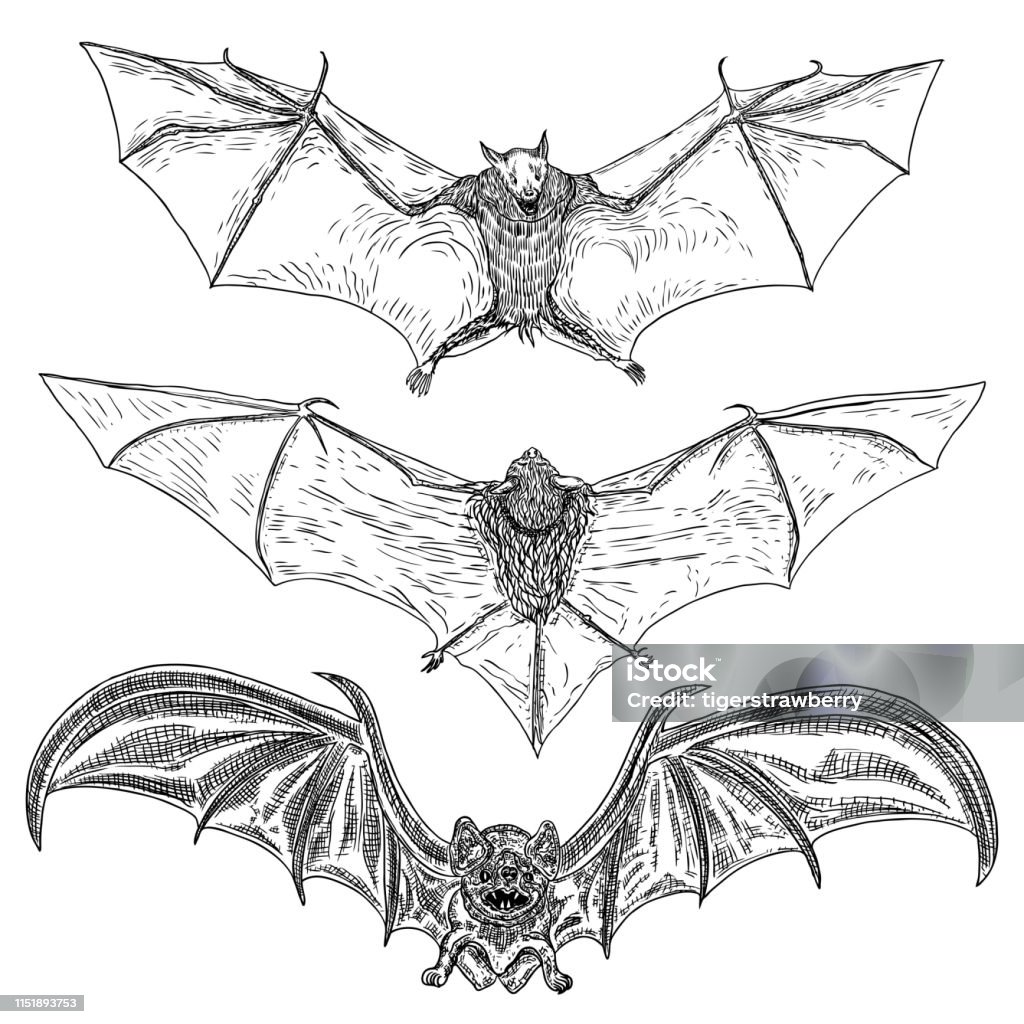 Ilustración de Conjunto De Murciélagos Con Alas Abiertas De Dibujo Ilustración Gótica De Monstruos Para Halloween Magia De Brujería Atributos Ocultos Elementos Decorativos Dibujo De Criaturas Nocturnas Con Colmillos Vampiros Voladores Vector Ilustración de Conjunto De Murciélagos Con Alas Abiertas De Dibujo Ilustración Gótica De Monstruos Para Halloween Magia De Brujería Atributos Ocultos Elementos Decorativos Dibujo De Criaturas Nocturnas Con Colmillos Vampiros Voladores Vector