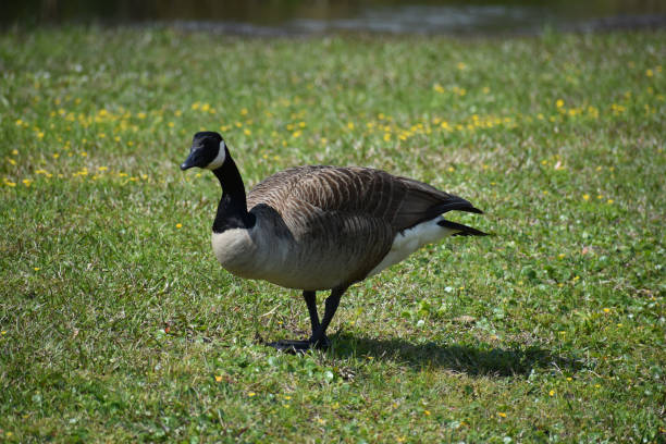 istock Goose walking in field near creek 1151893757