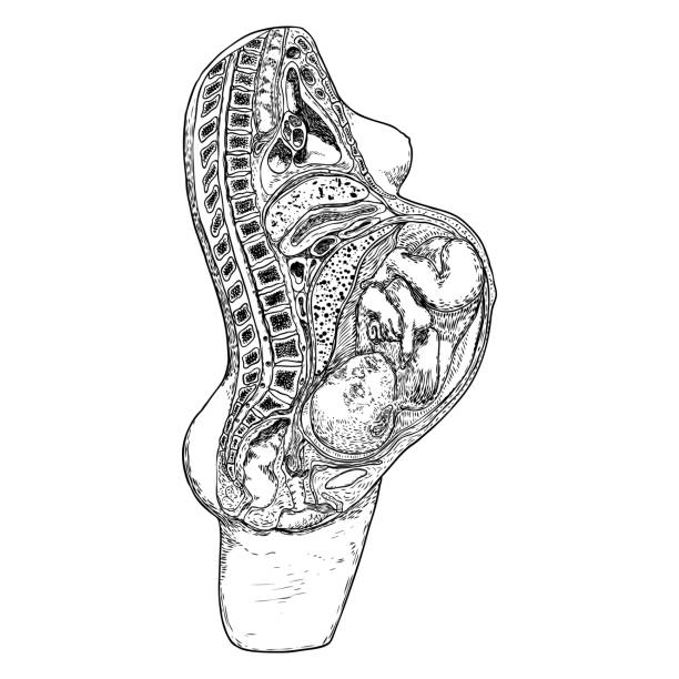 Woman and pregnancy diagram. Detailed female body organs anatomy and pregnancy period baby development drawing. Vector. Woman and pregnancy diagram. Detailed female body organs anatomy and pregnancy period baby development drawing. Vector. diagram of female reproductive system drawings stock illustrations