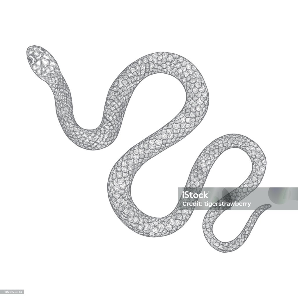 Snake drawing illustration. Black serpent isolated on a white background tattoo design. Venomous reptile, drawn witchcraft, voodoo magic attribute for Halloween.  Vector. Cobra stock vector