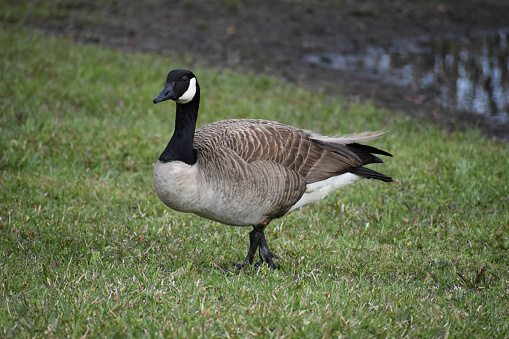 Canadian goose walking in field