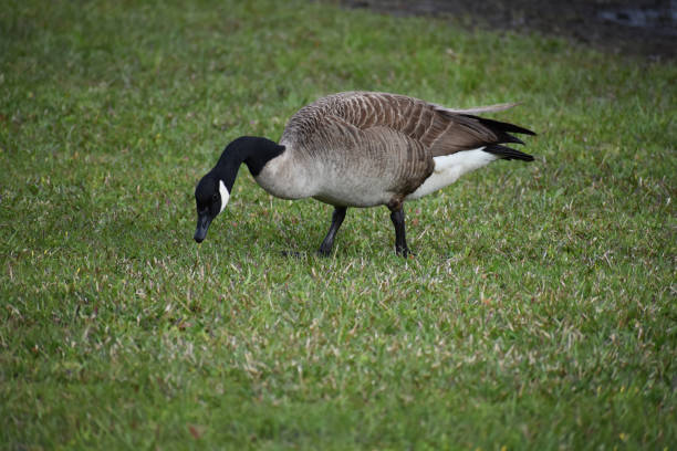 istock Goose eating in field 1151894666