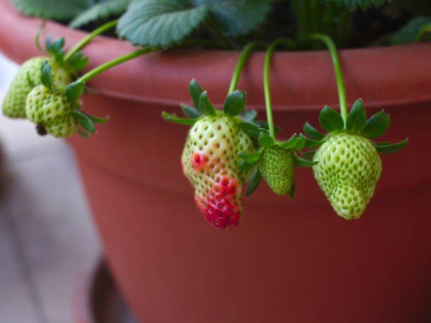 istock Unripe strawberries in pot. 1151894687