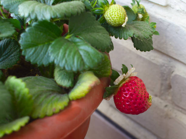 istock Isolated ripe strawberry 1151894700