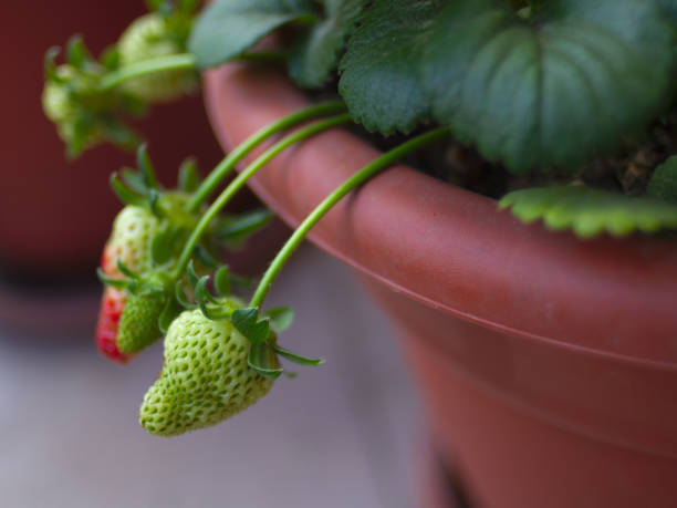 istock Unripe strawberries in pot. 1151894707