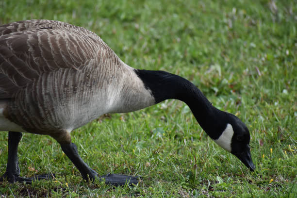 istock Close up of goose bird eating 1151895382