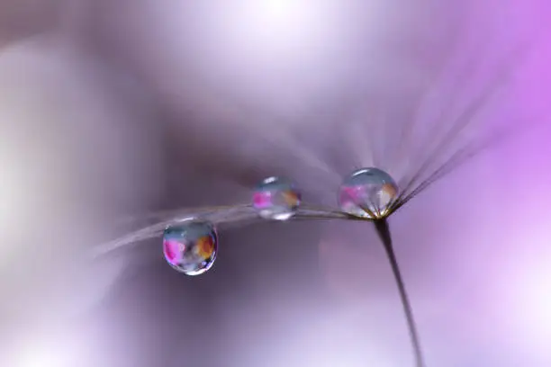 Nature,Drop,Water,Dandelion,Violet