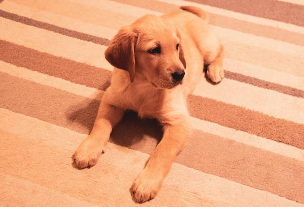 istock Labrador and Goldador 1151898757