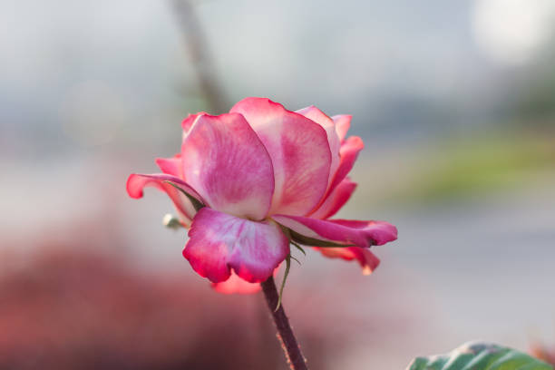 rose,rose flowers,flower,love,pink,red,holiday,florist,wallpaper,mobile wallpaper,natural,outdoors,closeup,macro,petal,leaves,beautiful,nature,green,garden,blossom,bloom,flora,floral,background,summer,valentine,plant,beauty,fresh,white,colorful,spring,bud,roses,leaf,color,bright
