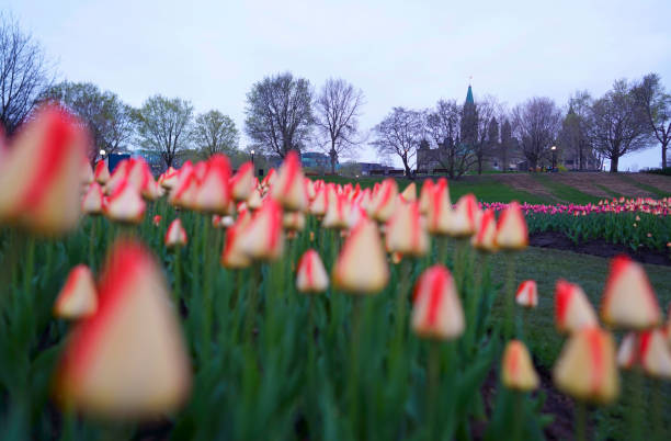 istock Ottawa Tulip Festival 1151901781