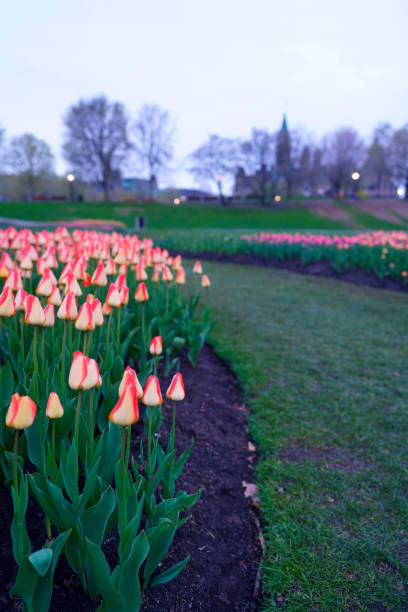 istock Ottawa Tulip Festival 1151902357
