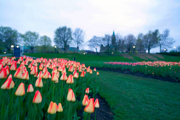 istock Ottawa Tulip Festival 1151902387