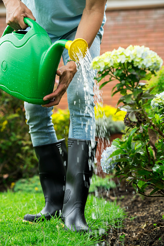 latin man in blue shirt, boots and watering the garden