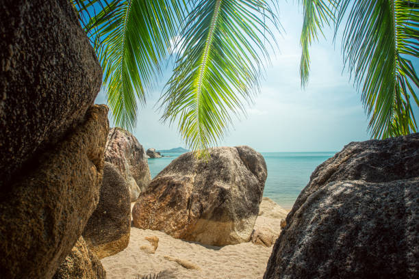 istock paradisiacal beach with palm trees 1151902496