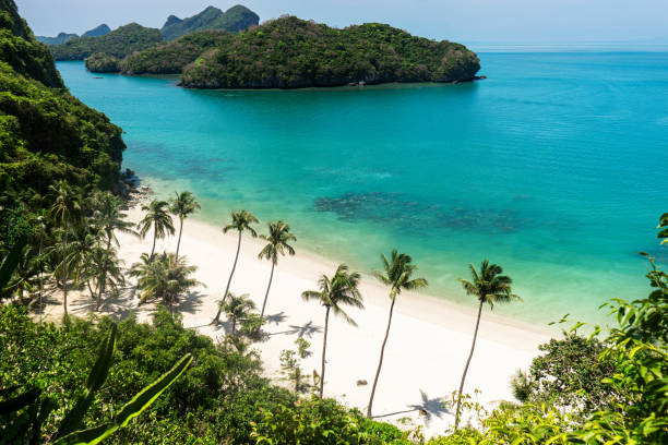 istock paradisiacal beach with palm trees 1151902497