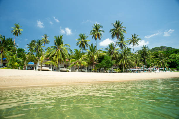 istock paradisiacal beach with palm trees 1151902520
