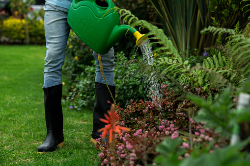 latin man in blue shirt, boots and watering the garden