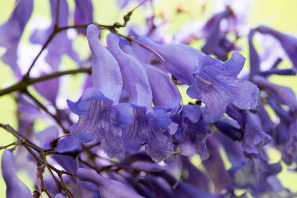 istock Branch of Jacaranda tree purple flowers closeup macro image 1151903991