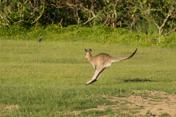 istock Jumping kangaroo along in the green field background 1151904007