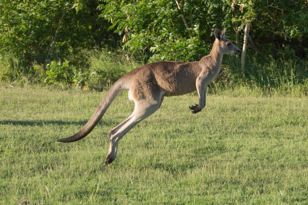 istock Australian kangaroo run along the green field 1151904009