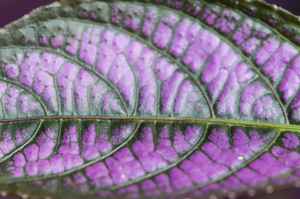 istock Purple and green leaf close-up macro, violet leaf texture background nature image 1151904019