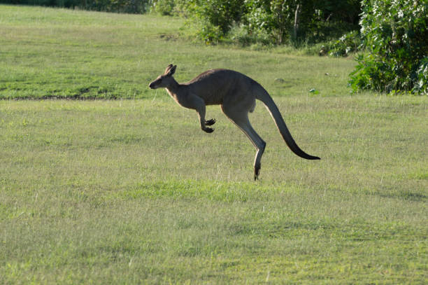istock kangaroo runs along the green field 1151904051