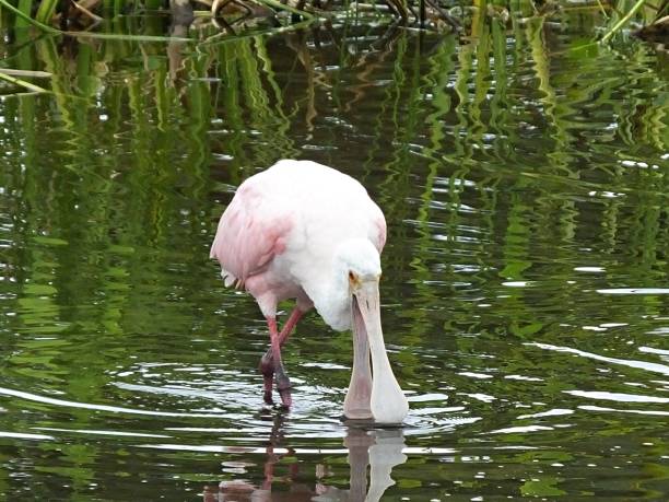 istock Roseate Spoonbill (Platalea ajaja) foraging in the Florida wetlands 1151904155