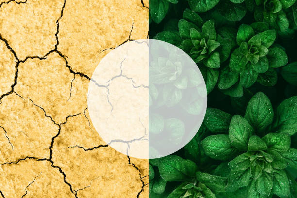 istock Collage of leaves and arid earth 1151906513