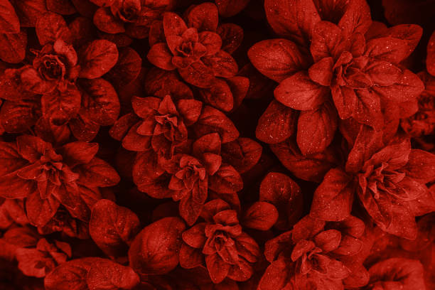 istock Bright orange leaves top view minimalistic background 1151906531