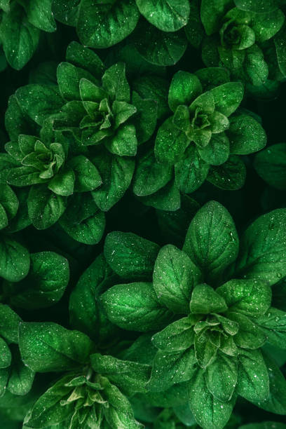 istock Bright green leaves top view minimalistic background 1151906534