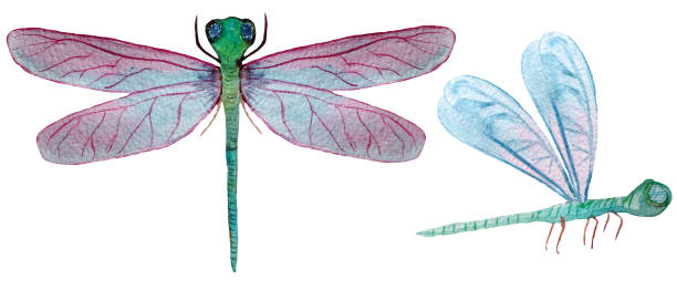 istock set of two dragonflies on a white background. watercolor illustration for design 1151906622
